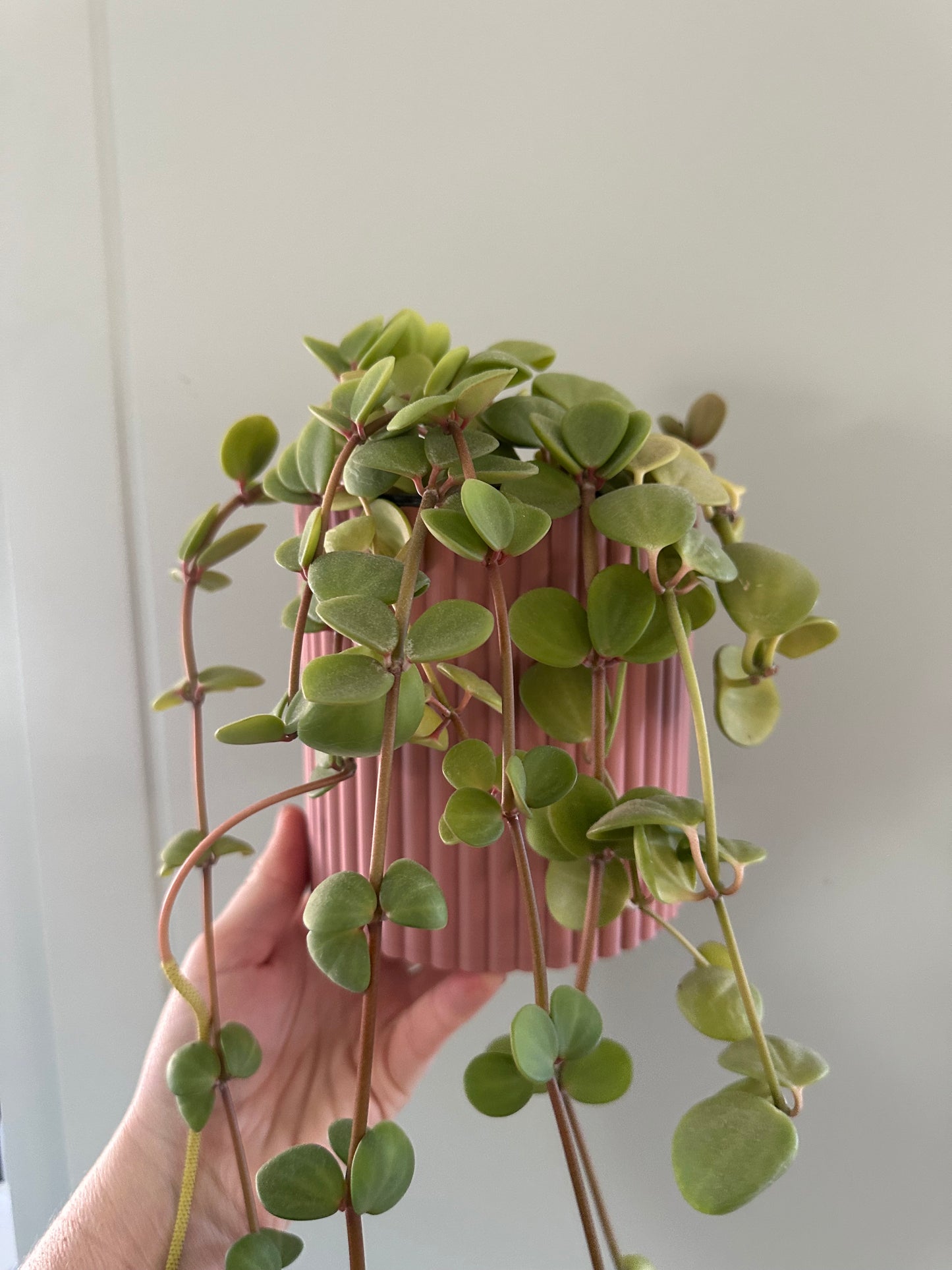 The Izzy Pot- Medium
