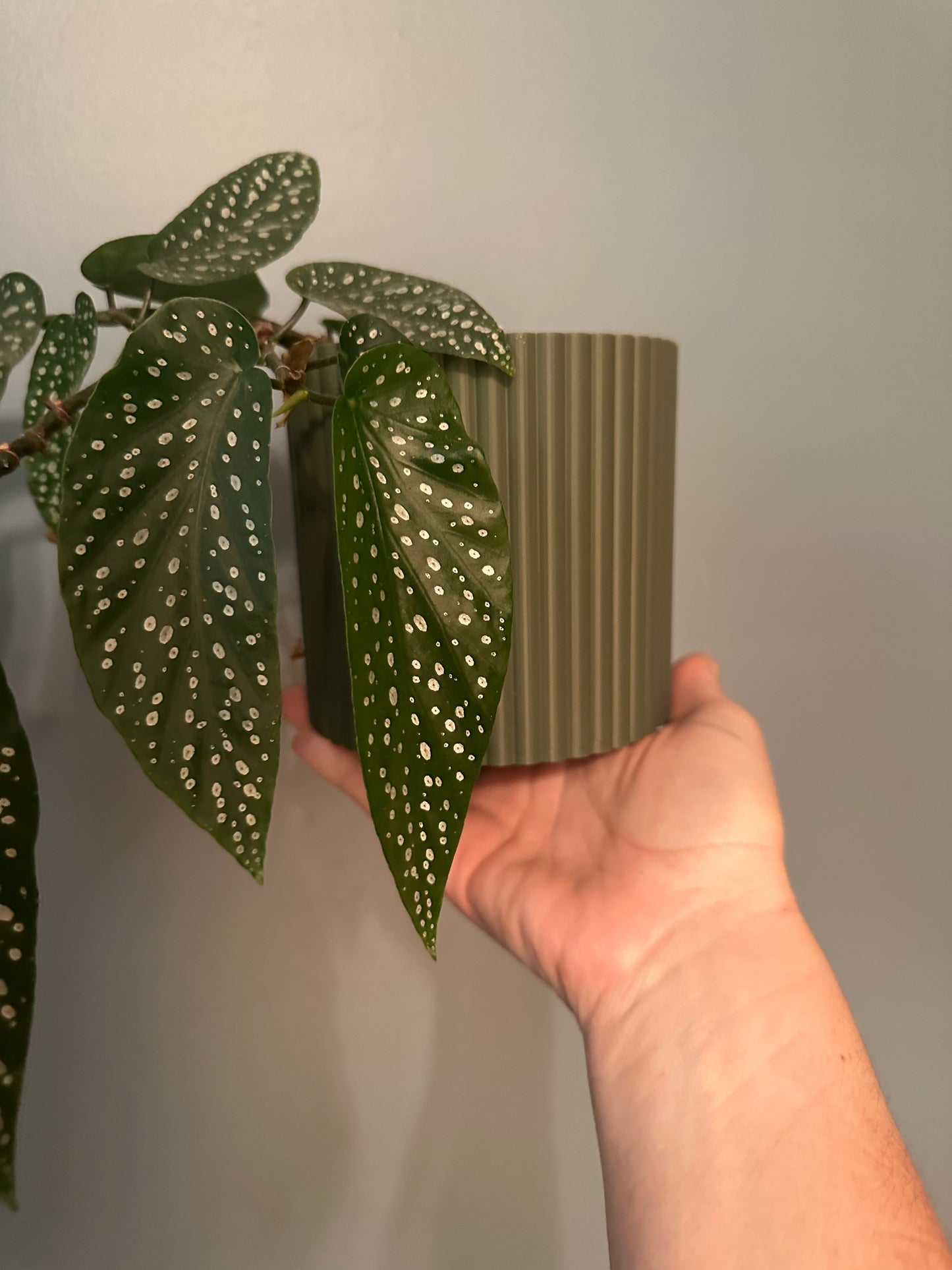 The Izzy Pot- Medium
