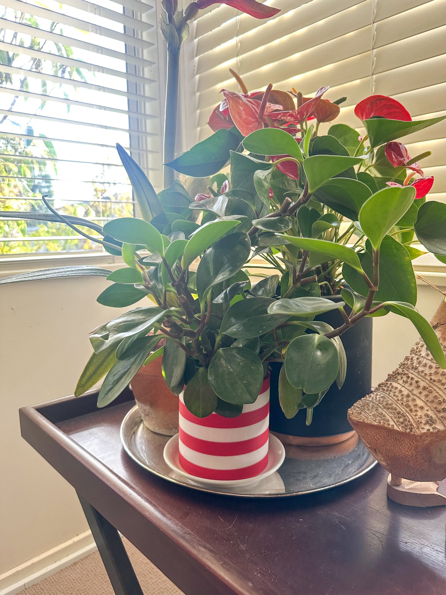 The Sadie Pot