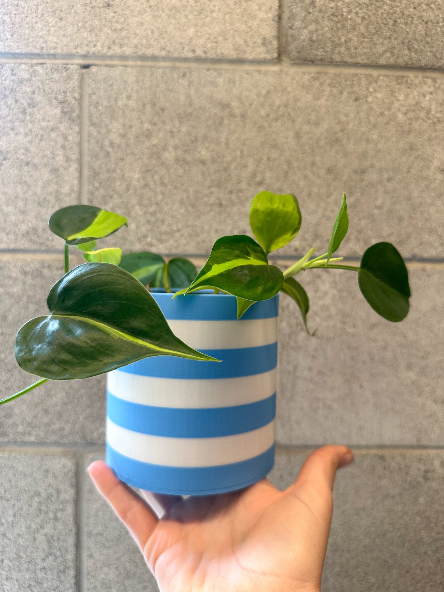 The Sadie Pot