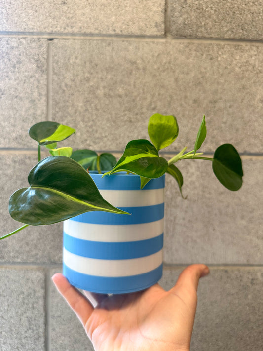 The Sadie Pot
